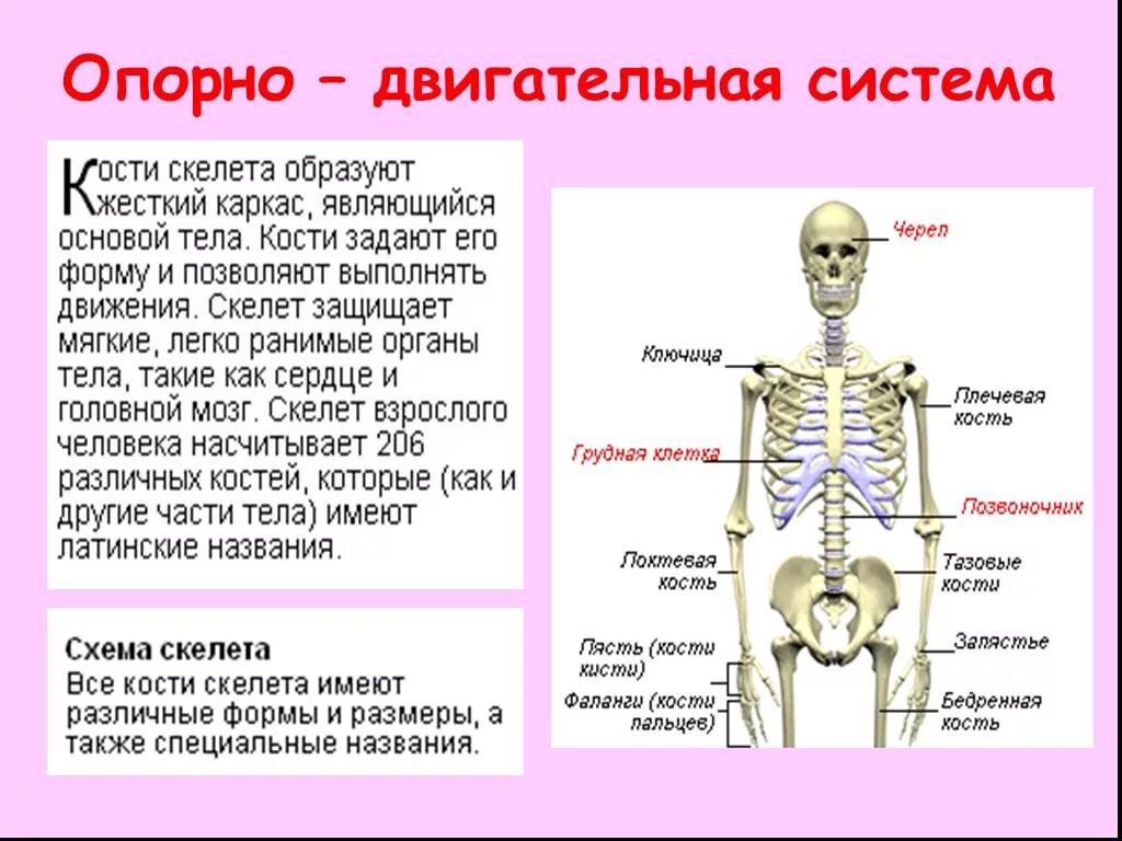 Опорно двигательная система скелет. Скелет опорно двигательная система 3 класс. Организм человека система органов 3 класс. Строение органов опорно-двигательной системы человека. Почему костю назвали костей