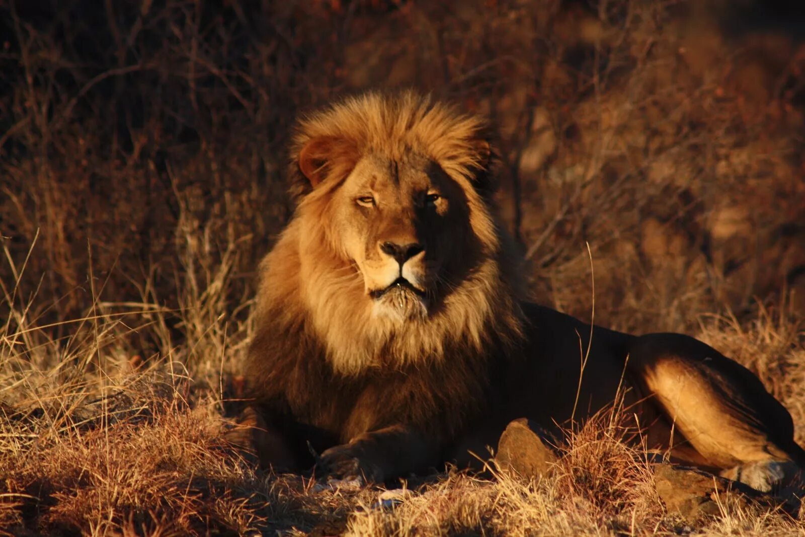 Лев. Лев царь зверей. Африканский Лев. Красивый Лев. Africa lion