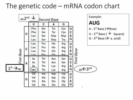 Nemo code перевод