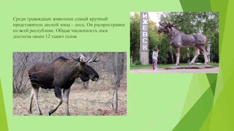 В какой природной зоне живет лось. Животные красной книги удмуртии. травоядные животные лось. животный мир удмуртии лось. доклад о животных удмуртии.