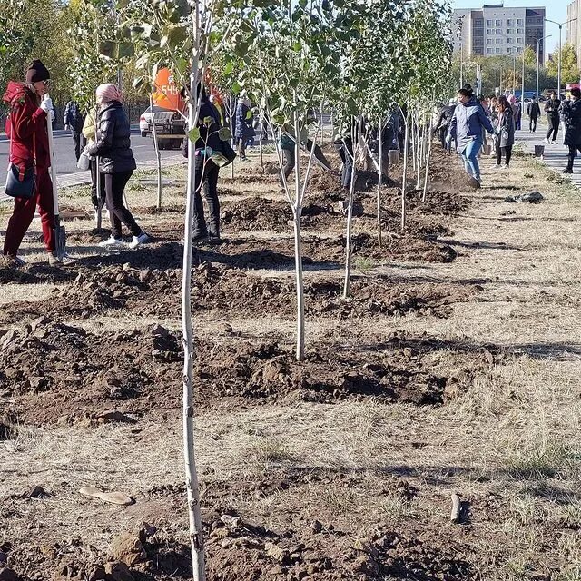 В парке запланировали посадить 1200 деревьев. Караганда дерево. высади число из деревьев. караганда дерево фото. костанай посадки деревьев фото.