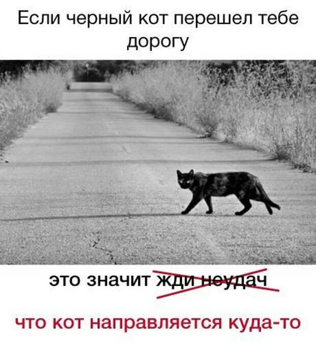 Если черный перейдет песня. Если чёрный кот дорогу перейдёт. Черный кот переходит дорогу. Что делать если черный кот перешел дорогу. Если черный кот переходит.