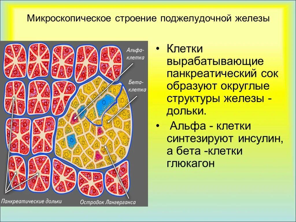 Клетки печени вырабатывают. Строение бета клетки поджелудочной железы. Строение дольки поджелудочной железы. Рр клетки поджелудочной железы функция. Строение панкреатической дольки.