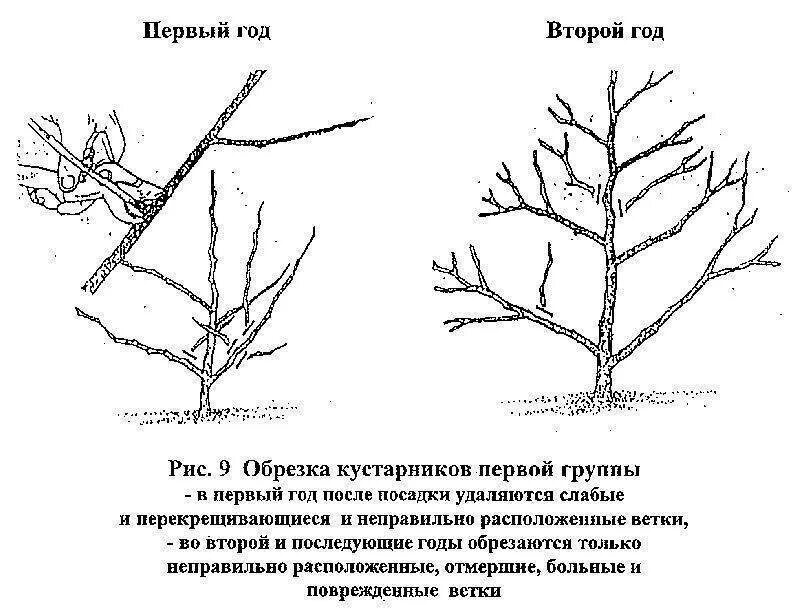 Обрезка жасмина схема. Схема обрезки кизильника. Обрезка чубушника схема. Обрезка форзиции