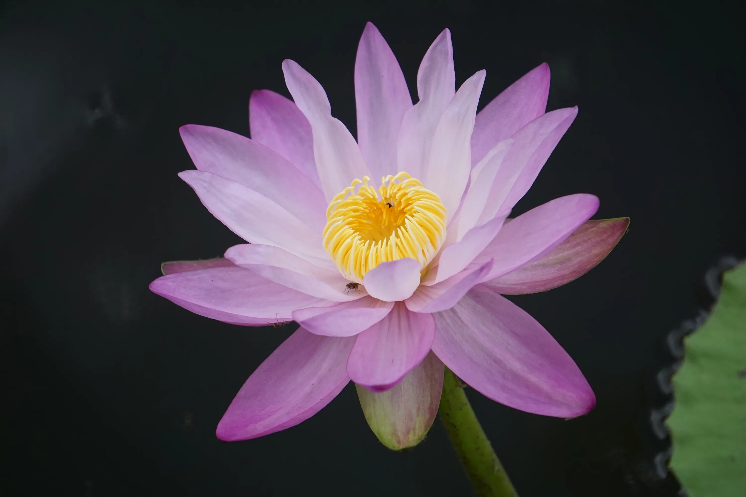 Пестик кувшинки. Пестик лотоса. Water Lily (Nymphaea. Nymphaea Purple Joy.