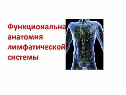 Сердечно сосудистая система лимфатическая система