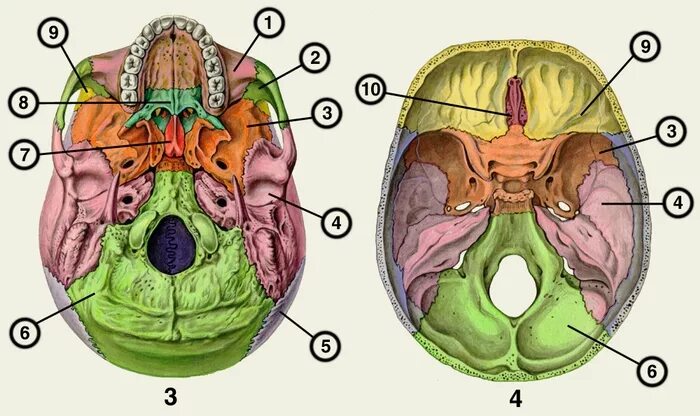 Основание черепа отделы. Кости основания черепа анатомия. Затылок клиновидная решетчатая кость. Внутренне строение черепа человека. Наружная поверхность основания черепа.
