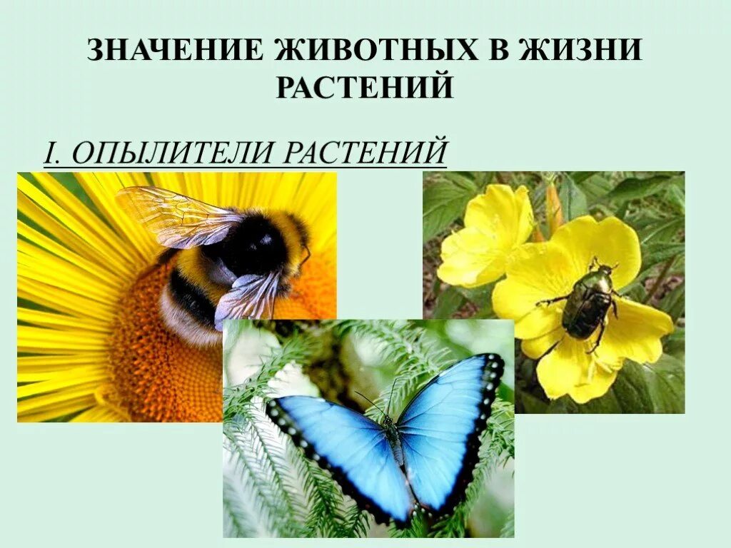 Соотношения растений и животных. Взаимосвязь растений и животных. взаимодействие между растениями и животными. взаимоотношения животных и растений. взаимоотношения между растениями и животными.