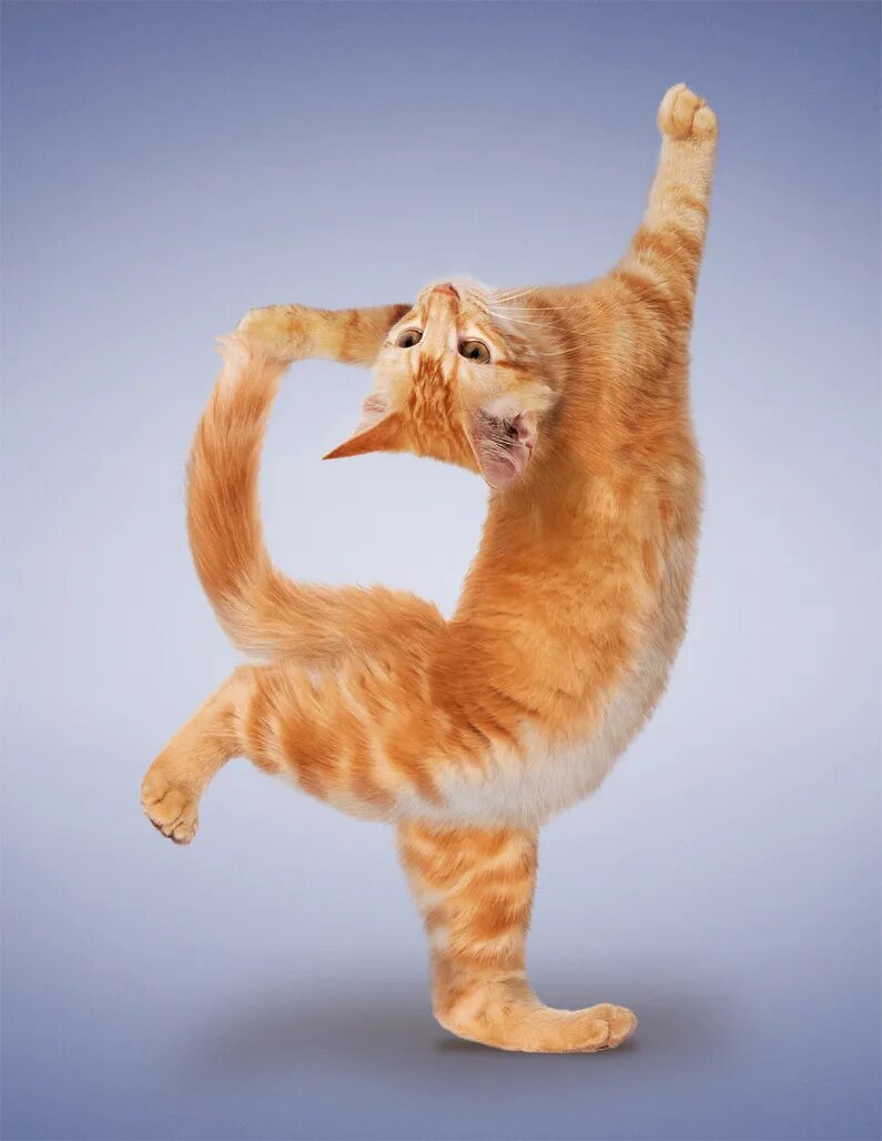 поза кота йога. коты в движении. кот делает зарядку. доброе утро март прикольные. йога коты.