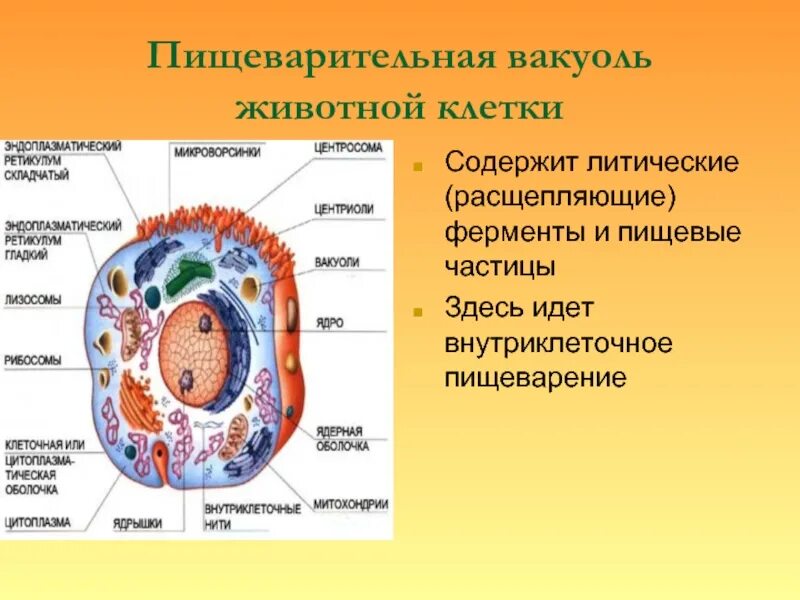 Есть ли у животных вакуоль. Клетка животного строение вакуоли. строение вакуоли в клетке животных. строение вакуоли животной клетки. пищеварительные вакуоли растительной клетки и животной.