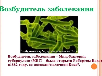 Палочка коха одноклеточные или многоклеточные