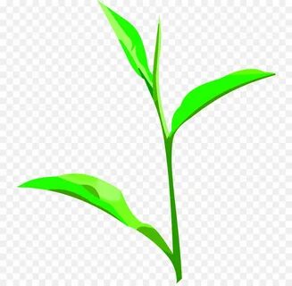 Plant stem