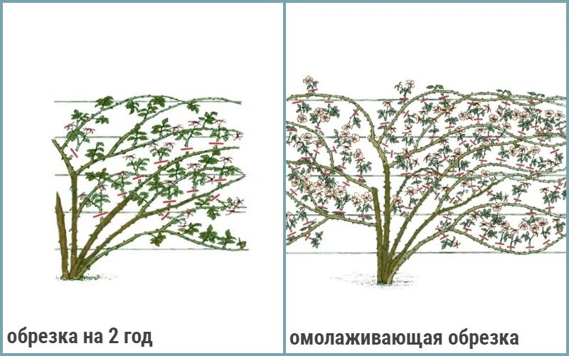 Как обрезать плетистую розу на зиму. Обрезка плетистой розы на зиму. плетистая роза формирование куста. формируем плетистая роза кустом. плетистая роза обрезка.