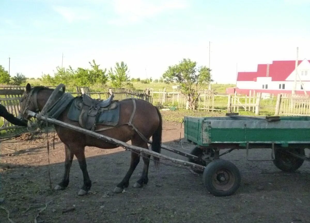 Лошадь в сельском хозяйстве. Скупка рабочих лошадей. Продажа рабочих лошадей. Рабочие лошади на продажу на авито.