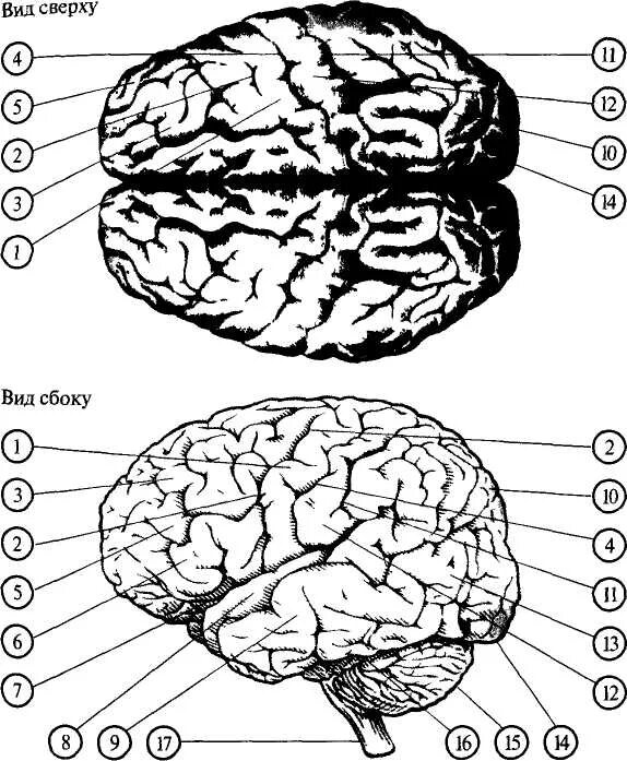 Зоны мозга нейропсихология. Карта мозга. Мозг сбоку сверху. Карта мозга нейропсихология.