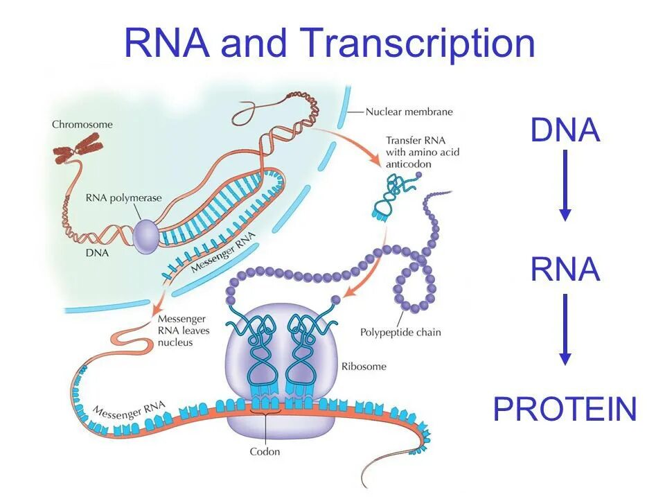 DNA RNA Protein. Transcription DNA RNA. Protein biosynthesis. РНК.