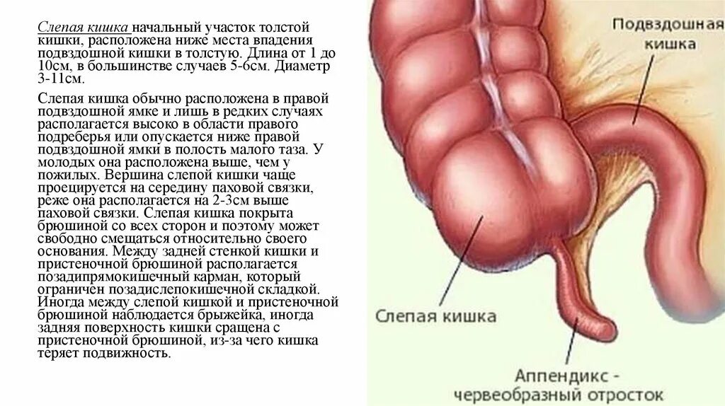 Признаки слепой кишки. Строение слепой кишки анатомия. Слепая кишка с аппендиксом строение. Подвздошная и слепая кишка. Купол слепой кишки строение.