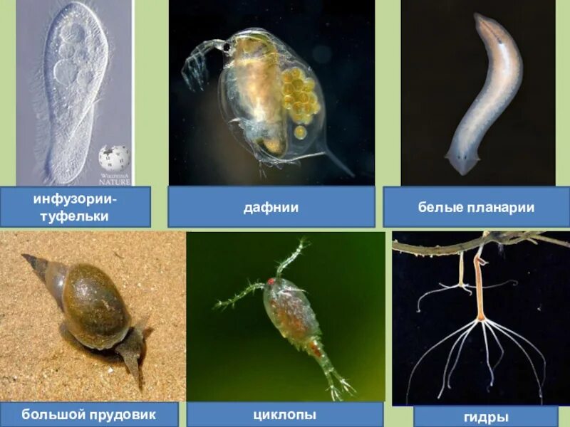 Дафния цепь питания. Гидра и дафния. Дафнии и циклопы. Ракообразные дафния и Циклоп. Гидра и дафния взаимоотношения.