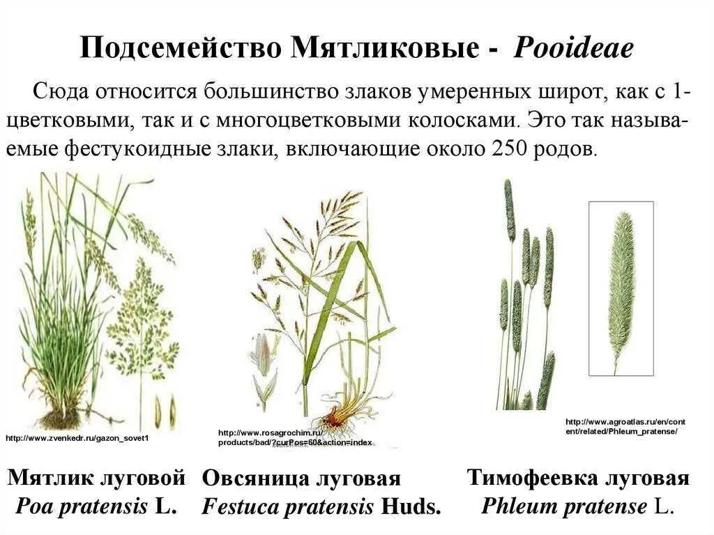 Роды злаковых. Мятлик Луговой однодольный или двудольный. Злаки Мятликовые представители. Мятлик Луговой таксономия. Мятликовые подсемейство представители.