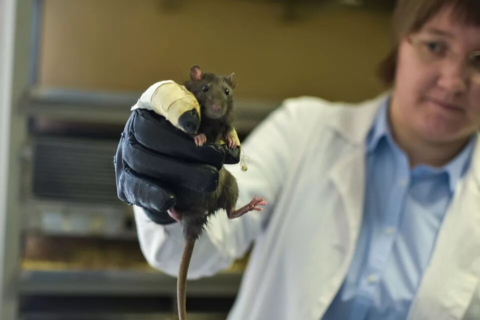 Мужчина крыса. Трансгенные мыши. Генная инженерия мыши. Генно модифицированные мыши.