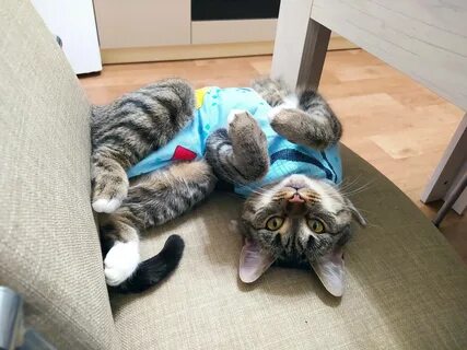 Можно ли кошке после