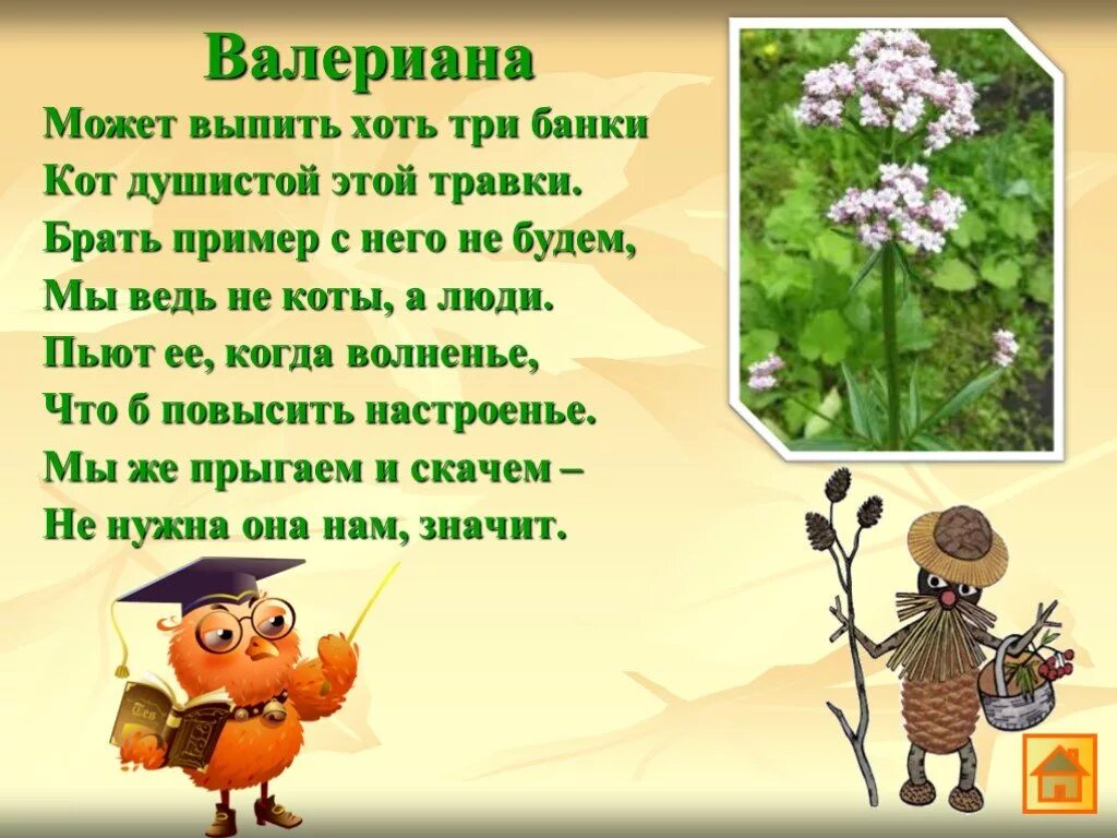 Презентация на тему зеленая аптека. Зеленая аптека в доу. Зеленая аптека лекарственные растения. Презентация на тему зеленая аптека. Лекарственные травы для дошкольников.
