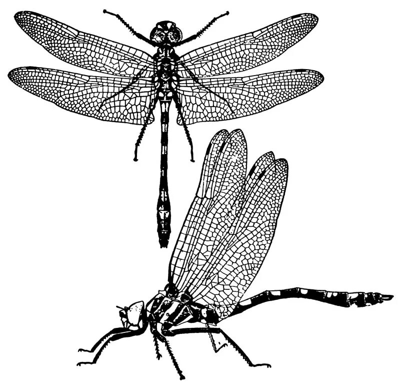 Anisoptera Стрекозы. Равнокрылые и разнокрылые Стрекозы. Подотряд Равнокрылые Стрекозы. Zygoptera Стрекоза.