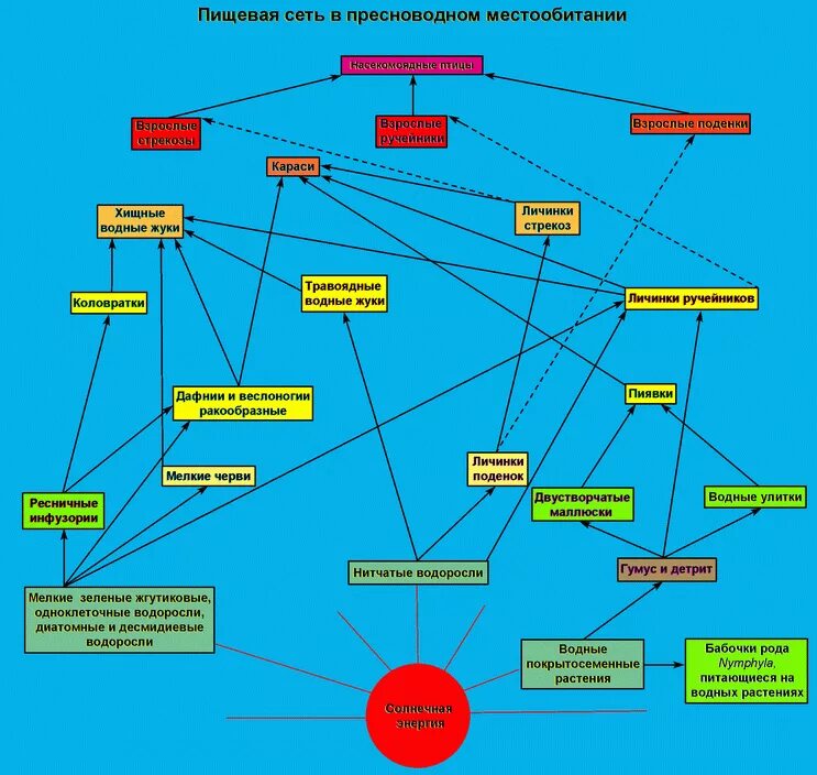 Примеры схема пищевой сети. Пищевая сеть экосистемы водоема. Пищевая сеть схема биология. Пищевая сеть пресного водоема. Пищевая сеть питания