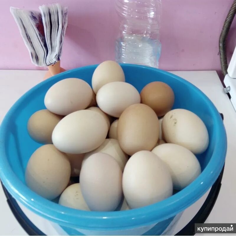 Яйца купить ставрополь. Домашние яйца. Домашние куриные яйца. Яйцо домашнее куриное. Яйца 100 штук.