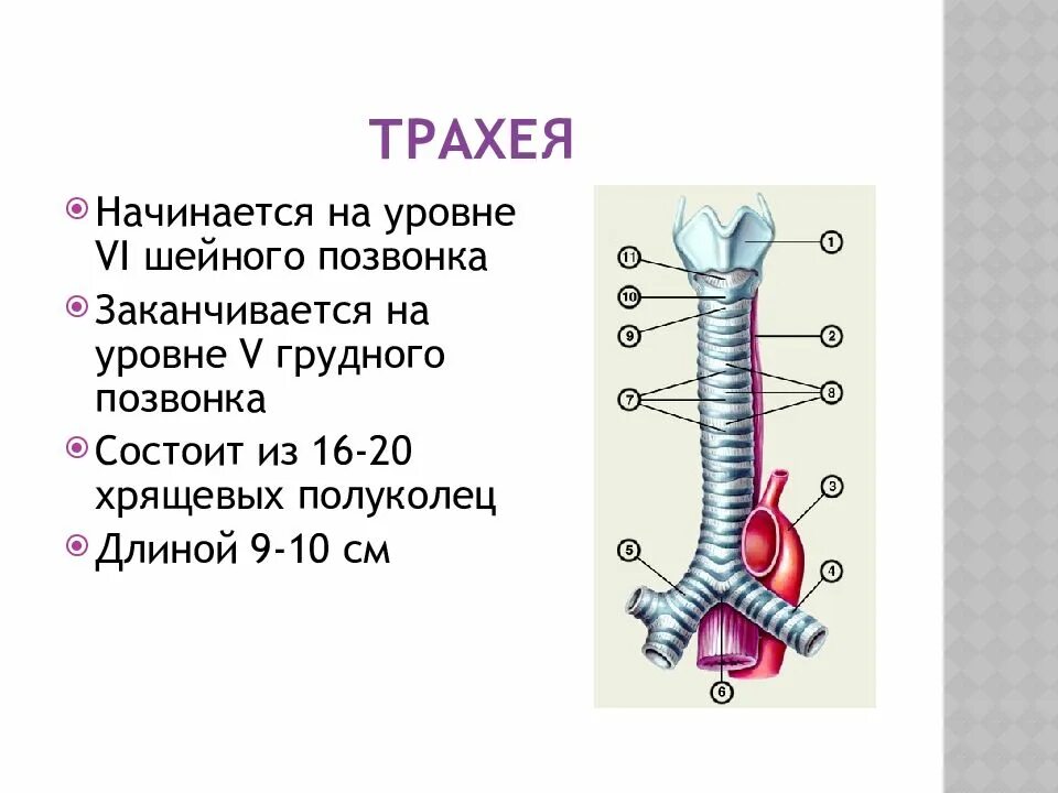 Строение трахеи. Ттрахеч. Трахея находится на уровне. Трахея разделяется на. Длина трахеи