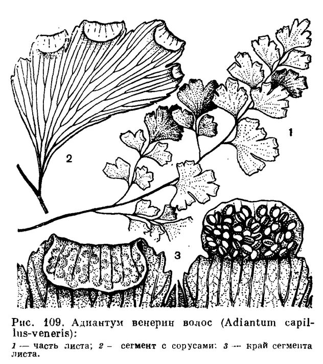 Сегменты листа. Адиантум сорусы. Адиантум Венерин волос сорусы. Сорус папоротник Венерин волос. Сорусы спорангиев адиантум.