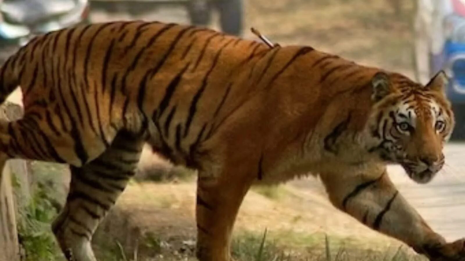 Тигр сбежал из зоопарка. Тигр из Ленинградского зоопарка. Тигр погоня.