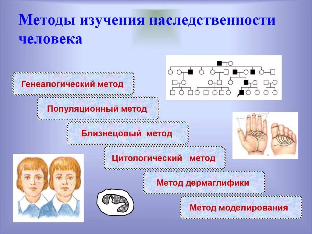 Методы изучения наследственности человека таблица 9 класс. Методы изучения наследственности человека. Методы изучения наследственности человека генеалогический. Метод изучения наследственности человека.