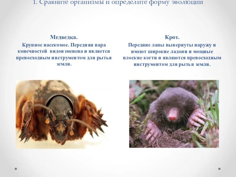 Приспособление к среде обитания кактуса медведки. Приспособления крота. приспособленность организмов к почвенной среде. приспособленность животных к почвенной среде. медведка приспособленность к почвенной среде.