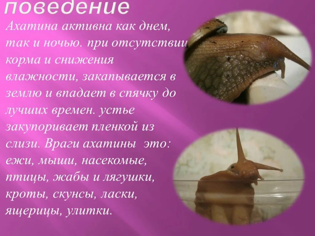 Спячка улиток ахатин. Улитки ахатины. Улитки ахатины впадают в спячку. Ахатин в спячке.