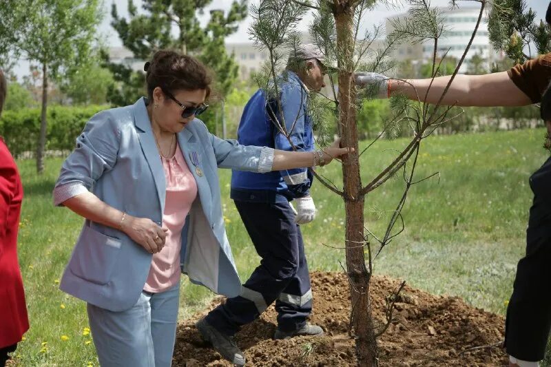 работа в саду. посажено каждое дерево. посажено каждое дерево. посадка деревьев фото. посадка деревьев в городе.