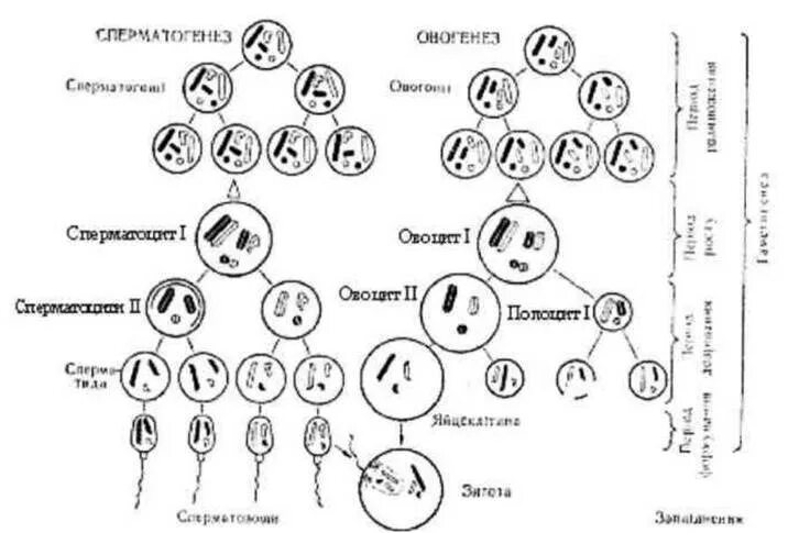Гаметогенез редукционное деление. Мейоз схема сперматогенез. Мейоз 1 овогенез и сперматогенез. Мейоз в сперматогенезе.
