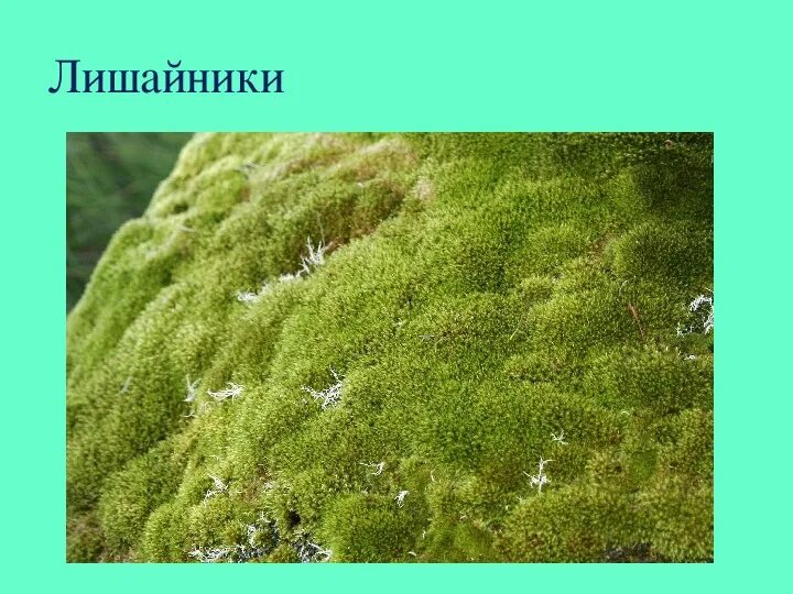 Виды мхов: названия и фото, число видов и примеры моховидных растений