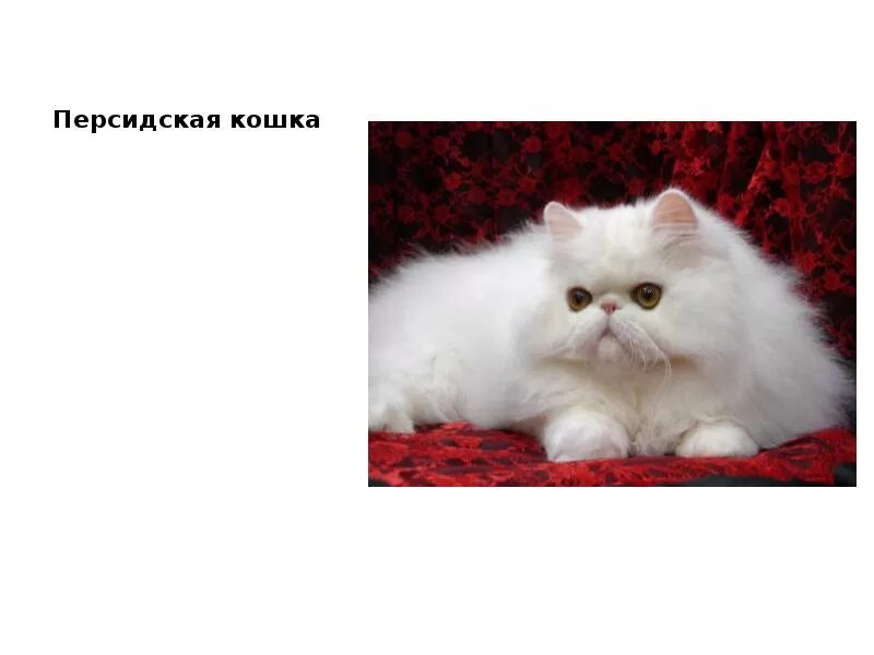 Перс сведения штраф. Проект персидская кошка. персидский кот персиковый. персидский кот сообщение. два персидских котёнка.