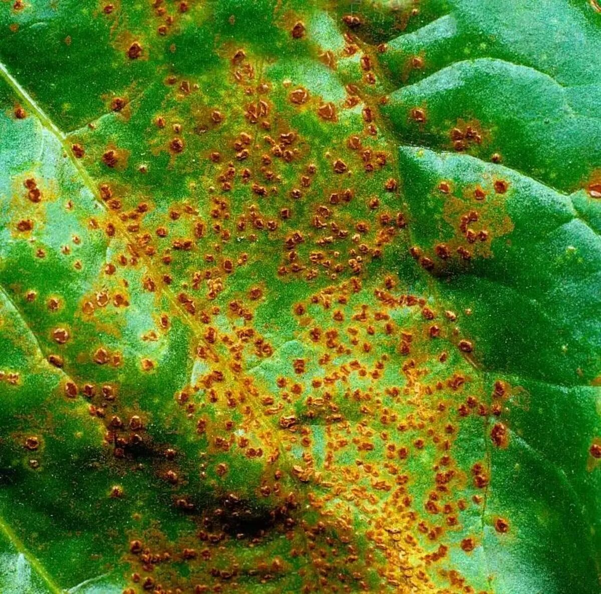 Plant disease. Альтернариоз, церкоспороз.. Ржавчина , пятнистость, мучнистая роса. Мучнистая роса ржавчина. Септориоз сои.