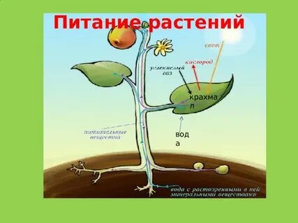 Модель дыхания и питания растений