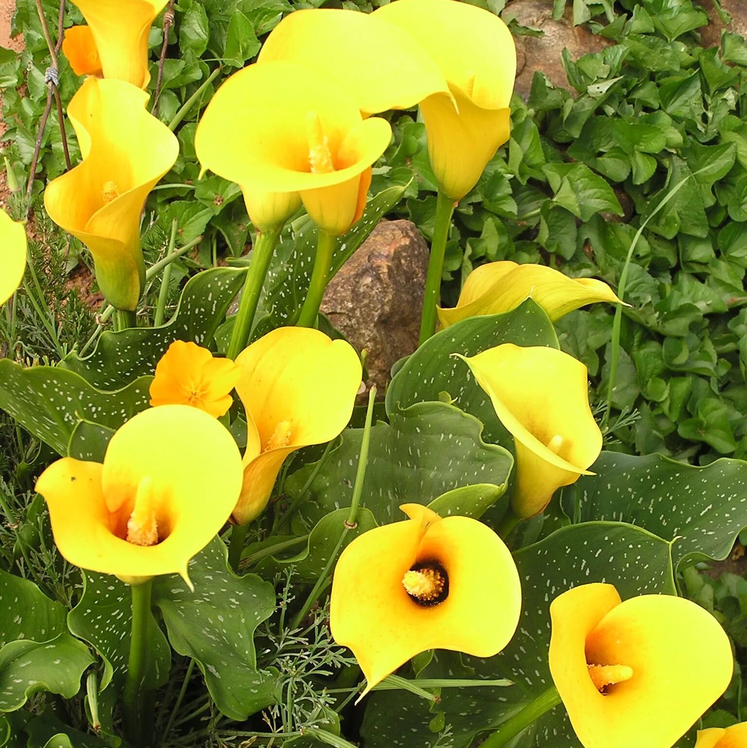 Зантедеския (Калла) (Zantedeschia). Калла (Zantedeschia) Пако. Калла эфиопская Зантедеския. Калла, Зантедеския, белокрыльник). Калла флейм