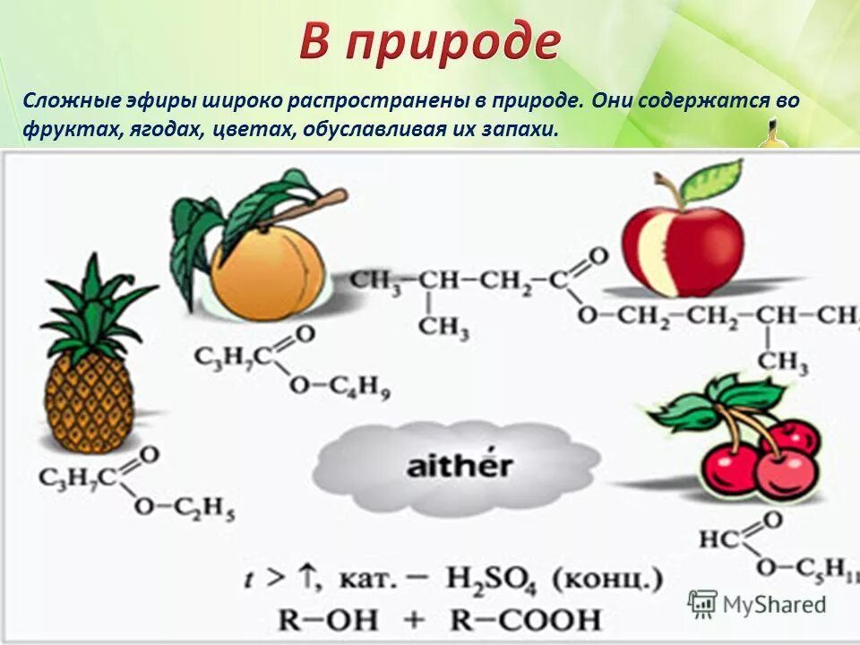 жиры сложные эфиры в природе. значение сложных эфиров. биологическая роль сложных эфиров. презентация на тему сложные эфиры. нахождение в природе сложных эфиров.