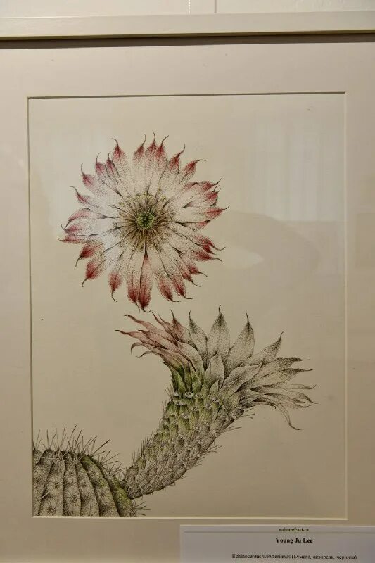 Выставка пионов в аптекарском огороде. Тюльпаны в аптекарском огороде 2022. Сад мгу аптекарский огород выставки репетиция весны. Выставка картин. Ботанический сад мгу аптекарский выставка тюльпанов.