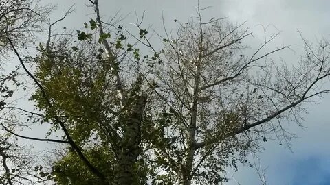 Ветерок ветвь