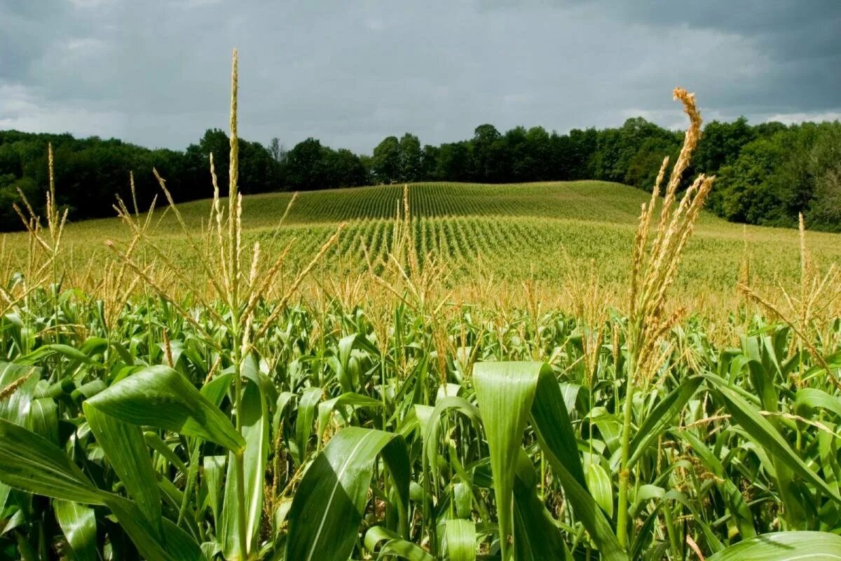 Злаковые кормовые. Поле кукурузы. Кукурузное поле. Кукурузные поля Молдавии. Растениеводство кормовые культуры.