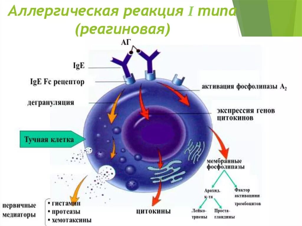 First reaction. Аллергическая реакция 1 типа. Аллергическая реакция 1 типа механизм. Реагиновый Тип аллергических реакций. Реакция 1 типа аллергия.