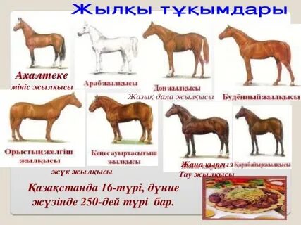 Бисексуалды порно кеші