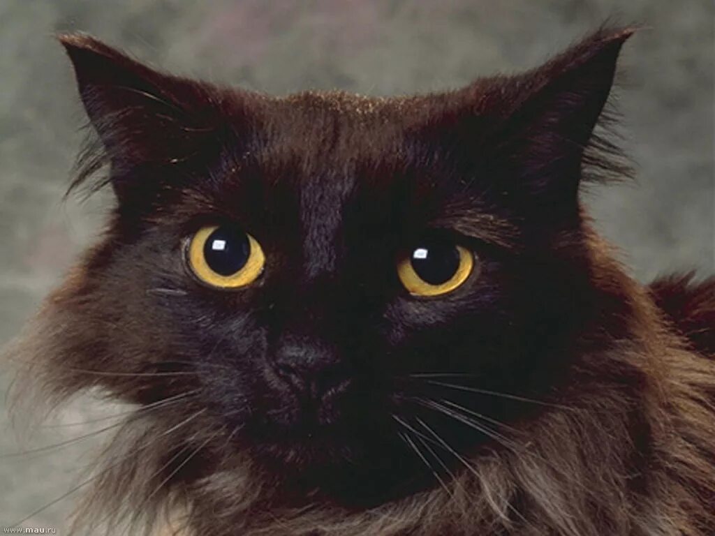 Порода кошек с черными глазами. Черно коричневая кошка. Черный кот с желтыми глазами. Коричневая кошка с желтыми глазами. Кошка черно коричневая порода.