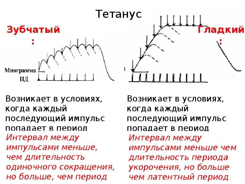 Механизм формирования тетануса. Условия формирования зубчатого и гладкого тетануса. Механизмы тетануса физиология. Одиночное сокращение гладкий тетанус зубчатый тетанус. Правила пд